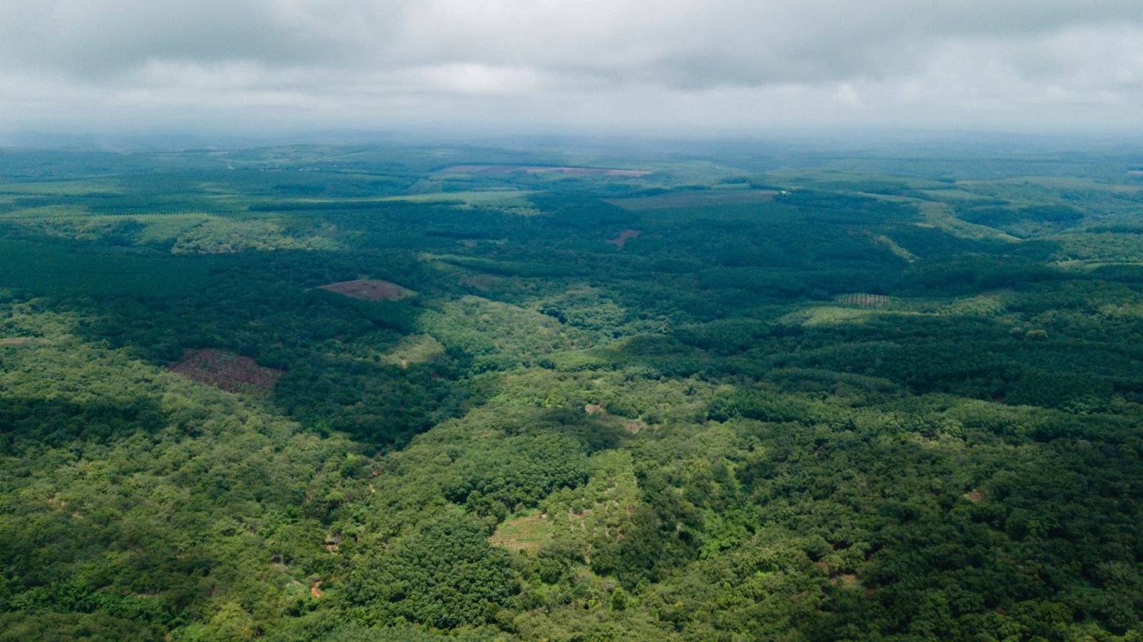 Explore raw cashew material area of gold cashew